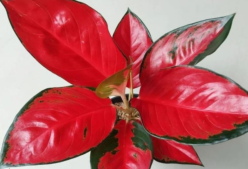 The Four Seasons Aglaonema Red King | Thailand Red | Rare Natural Live ...