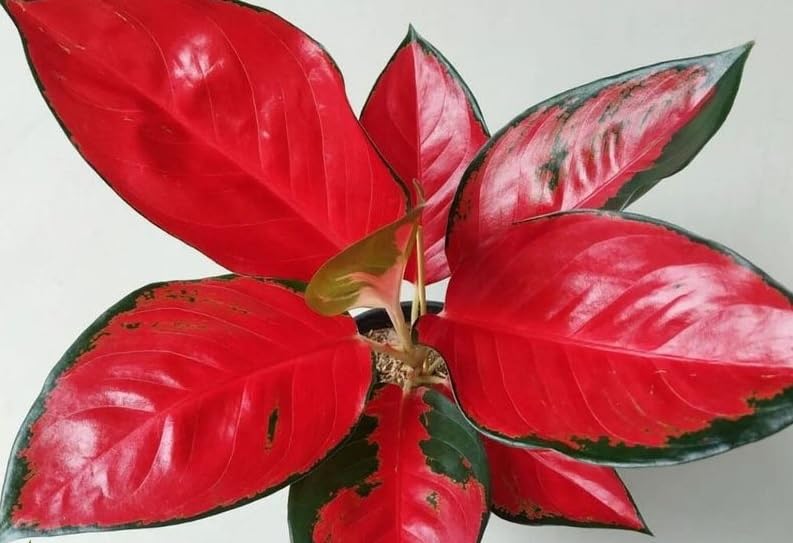 potted asiatic lily Forever Susan Asiatic Lily Species Growing Bonsai Bulbs Roots Rhizomes  Corms Tubers Potted Planting Reblooming Fragrant Garden Flower Seeds Plant main image 0