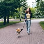 Hands-Free Dog Leash with Waist Belt and Zipper Pouch – Shock Absorbing Bungee Leash with Dual Padded Handles for Walking, Jogging, Running & Hiking Dogs (Black)