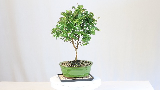 Amazon.com: Brussel's Live Jaboticaba Indoor Bonsai Tree - 6 Years Old; 10"  to 14" Tall with Decorative Container, Humidity Tray & Deco Rock : Grocery  & Gourmet Food