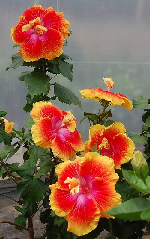 Hidden Valley Hibiscus (Grafted) Flowering Live Plant (1.5-3.5 Ft Size) For Home Gardening (Hybrid, Pack Of 1)