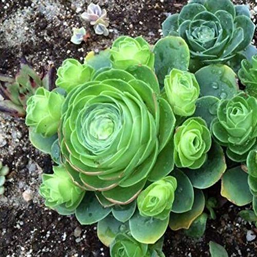 Sementes de flor, sementes de plantas, yanQxIzbiu 50 peças Sementes suculentas raras Plant Home Offi