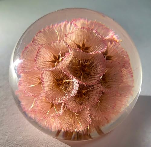 Image of 60mm Real Rose Pink Windmill Fruit Starflower Flower Pincushion Seeds in Clear Lucite Resin Paperweight Scabiosa Stellata Anniversary Wedding Valentine Mother's Day Gift Herbarium Display Collection