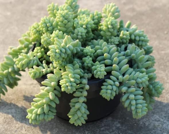 10 Succulent leaf,Succulent seeds, Sedum burrito Moran seeds, live plant leaf, live Succulent seeds,Easy grow (B0CCRP1MGQ) Amazon Price History, Amazon Price Tracker