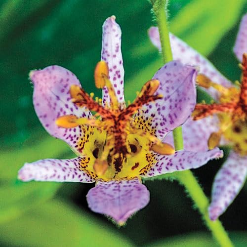 Votaniki Formosa Toad Lily - Shade Loving Perennial, Toad Lily 4 Inch Pot Live Plant | Tricyrtis Formosana 'Autumn Glow', Easy to Grow (1 Pack)