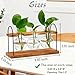 Plant Terrarium with Wooden Stand, The Ultimate Gift for Plant Lovers, Propagation Station with Retro Glass Bulbs, Creating a Stunning Tabletop Display of Hydroponic Greenery in Any Home or Office