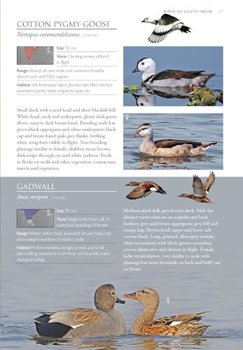 Image of Birds of South India - A Photographic Field Guide | Wildlife and Nature | Photography | Field Guide | Travel and Exploration | Adventure