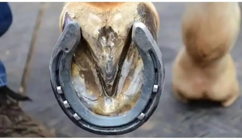 Horseshoe Nails Steel Set, Multi Size E2 E3 E4 E5 E6 E7 E8 Specification: 100 Pcs Configuration - Forged Hoof Nail Structure | Farrier Shoeing | Harness Repair and Riding Supply Use (100Pcs E8 60.5mm)