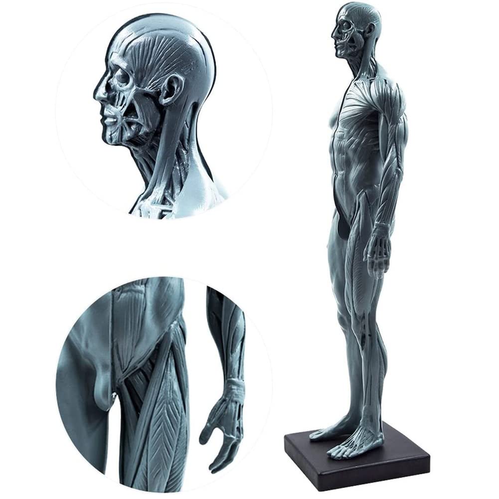 Materiale di anatomia umana maschile e femminile Ecorche e materiale di laboratorio per modelli di pelle, riferimento anatomico per artisti