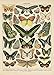 Popular Vintage French Types of Papillons Butterflies Set; Two 11x14in Paper Print Posters