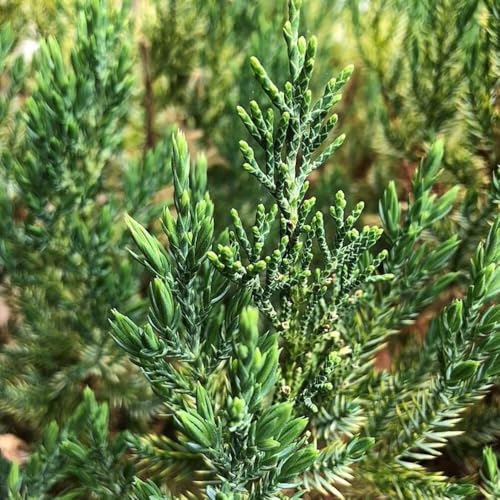 Blue Point Juniper, 3 Gallon