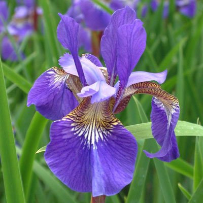 Siberian Iris Blue King – plant image