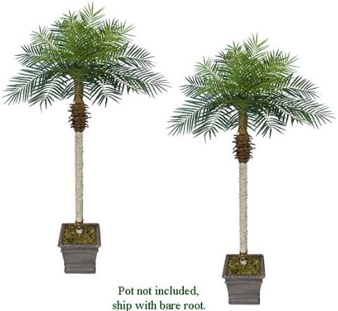 TWO 7' Date Phoenix Artificial Tropical Palm Trees, with No Pot,