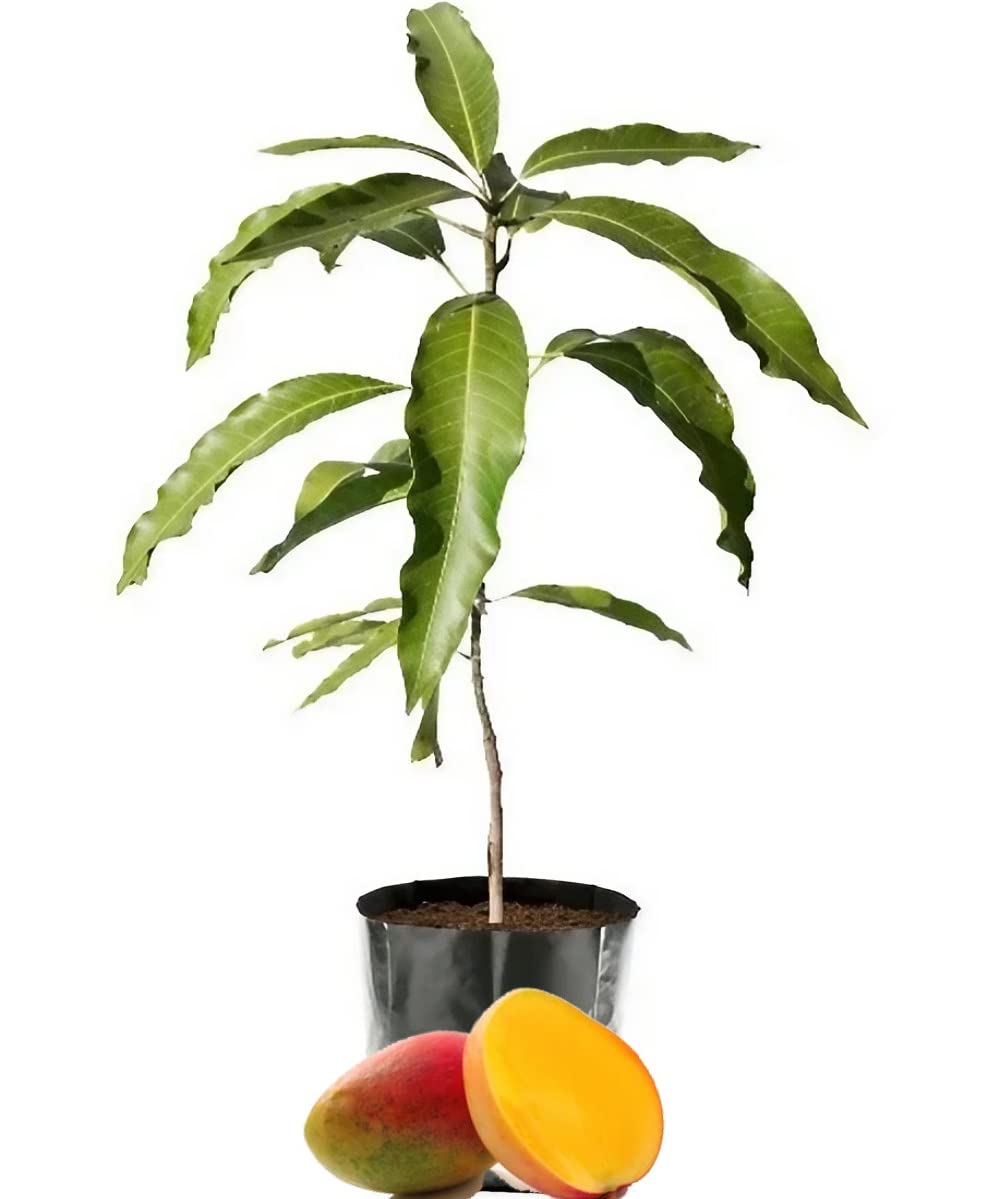 IXORA Sindhu Seedless Variety Grafted Mango Aam Fruit Live Plant & Tree(1.5-3 Feet Size) (B0BLZGX5XN) Amazon Price History, Amazon Price Tracker