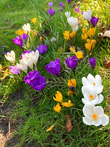 15 Bulbs of Crocus (Mixed Varieties) Includes Postage