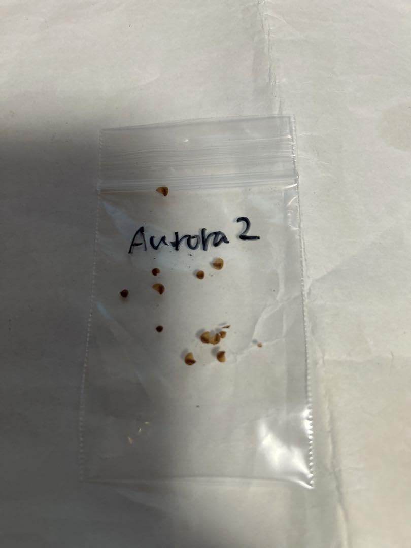 斑入り 原種 野生株 ディッキア オーロラ Dyckia Aurola ⑴