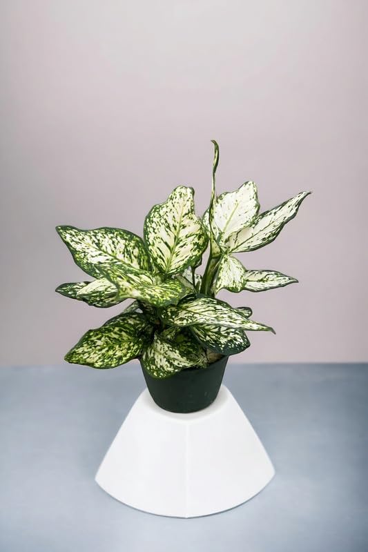 Indoor plants for air purifier (Aglaonema snow white live plant) Pack of 1 Live plant-image-15