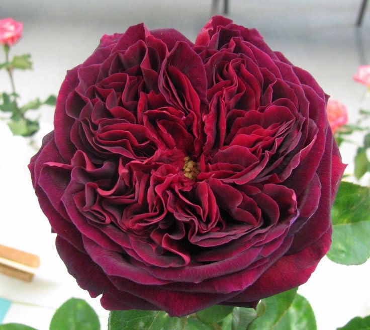 SVG® Chinese Rose Imported Flower All Color Seeds, 40-50 seed (Red) (B0CZ9DN64N) Amazon Price History, Amazon Price Tracker