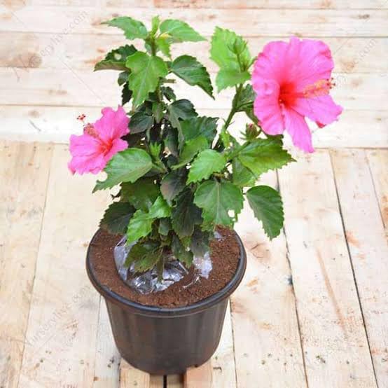 Go4plants Natural hibiscus live outdoor flower plant with pot