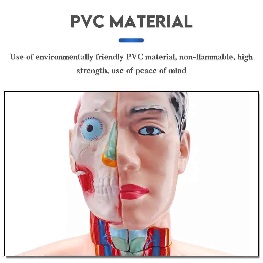 Amazon.co.jp: 33インチの人体模型 子供が使用、人間の胴体 解剖学