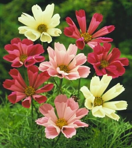 Sea Shells Cosmos, 25 Seed Pack, Beautiful Bright 3 inch Flower, The Ray Flowers are Tubular or Cone-Shaped Rather Than Flat, Giving the Blooms an Intricate Look. Country Creek Acres