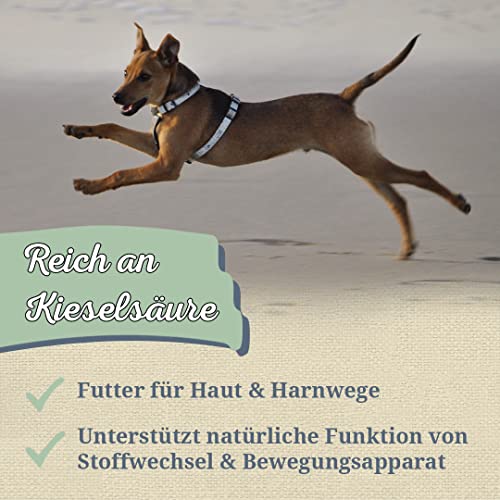 Krauterie Brennnessel Hund, Einzelfuttermittel für Hunde (100 g), Brennnesselblätter Pulver in Spitzenqualität
