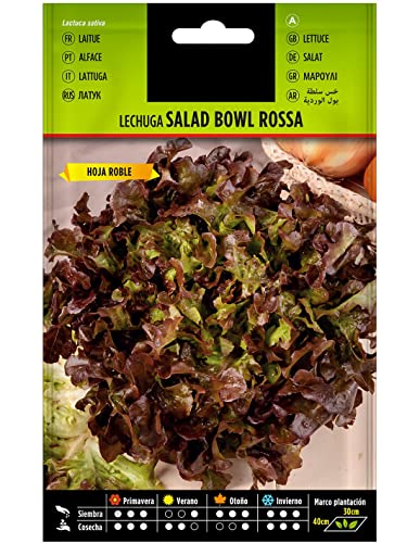 Semillas de Lechuga Hoja de Roble para Huerto Urbano Semillas Fáciles de Germinar