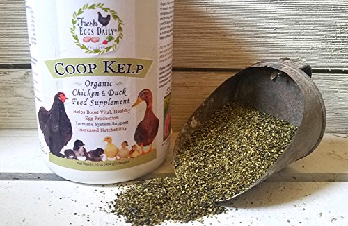 Fresh Eggs Daily Coop Kelp Organic Chicken and Duck Feed Supplement 7LB - Thumbnail 3