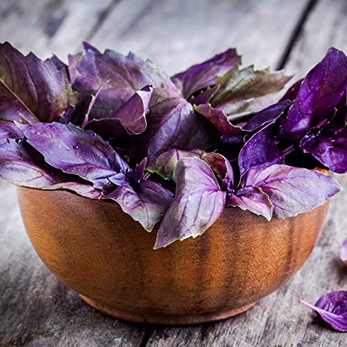 Sweet Yards Seed Co. Organic Basil ‘Dark Purple Opal’ Seeds – Over 100 Open Pollinated Non-Gmo Seeds #TOP23