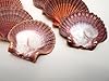 Lot of 12 Beautiful Mexican Flat Scallops Shells Seashells (About 3") Beach Wedding Nautical Crafts Coastal Decor #2