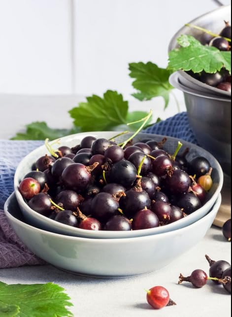 Jostaberry -Ribes jostaberry/jostabes - blackcurrant and gooseberry in 15 cm Pot - 50cm Height - Tasty Berries - 100% organically Grown Fruit