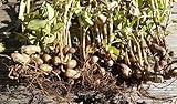Arachis hypogaea, keimfähige Erdnuss Samen, keimgetestet (10 Samen)