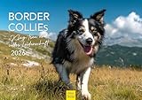 Edition Seidel Premium Kalender Border Collies 2026 DIN A3 Wandkalender Tierkalender Hundekalender Hunde Welpe Tierkinder Hunderasse Haustier