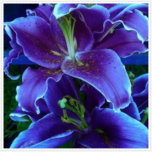 Lilium Candidum bulbi,Profumato,Perenni,Perfetto per le vacanze,Da piantare in giardino,Giglio bulbi,lilium bulbi giganti(Steli grandi,senza semi,non artificiali)-2bulbi-O