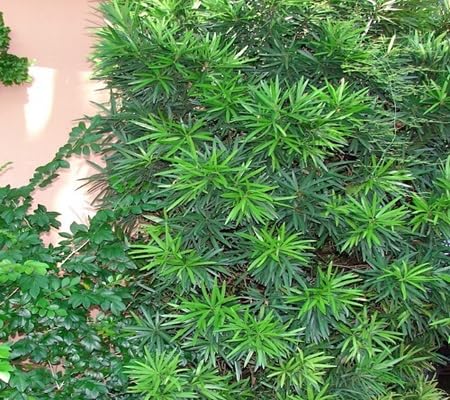 80 x Podocarpus Plant Seeds