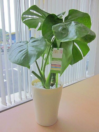Amazon モンステラ ５ ５号 ホワイト ハート型の大きな葉がモダンでスタイリッシュで大変人気の観葉植物です オシャレな形の鉢に化粧石を敷いていますのでそのままでお部屋のインテリアグリーンとして飾れます プレゼントや贈り物としても最適です サン