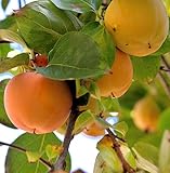 kakibaum kaufen hornbach Gartenpflanzen Kakibaum Budapest 80-100cm - Diospyros kaki