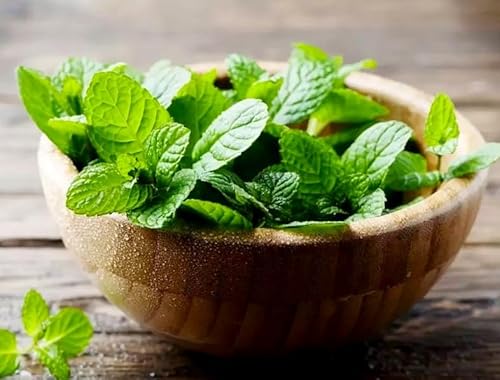 Peppermint Seeds 1000+ Seeds for Planting - Image 9