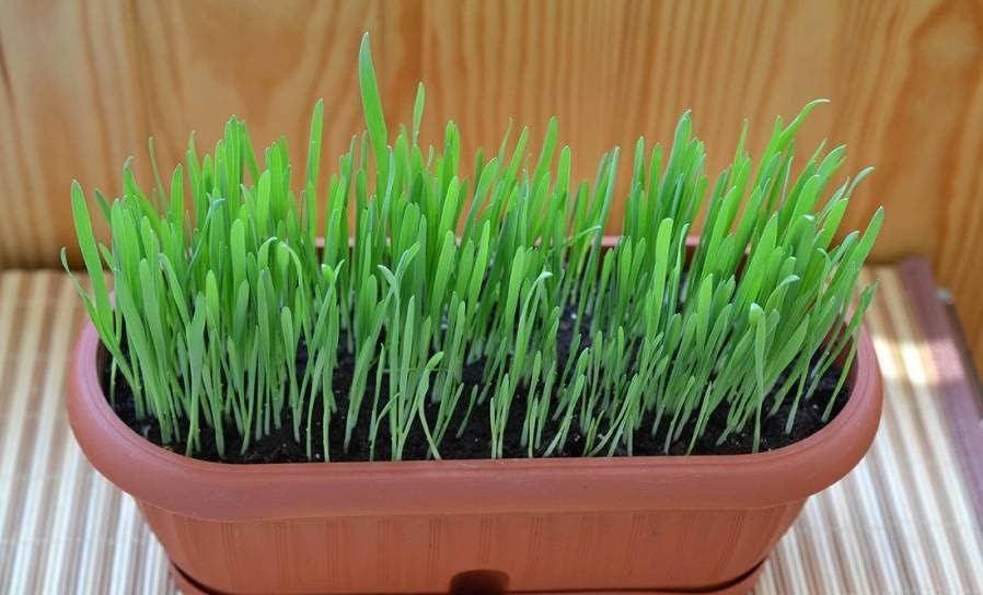 Miniatura 3 de Semillas Cat Grass Complejo de Vitamina Pet Greens Non-GMO Heirloom 600 Semillas