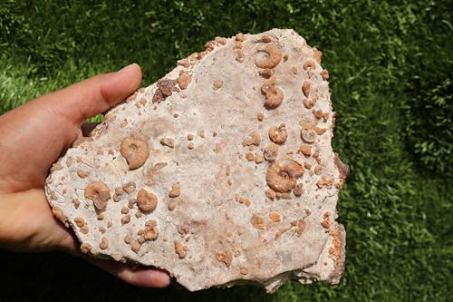 Image of Ammonites & Gastropods Plate Cretaceous Fossils Fossils from Morocco Fossil Rock ammonites Fossil from Morocco A201