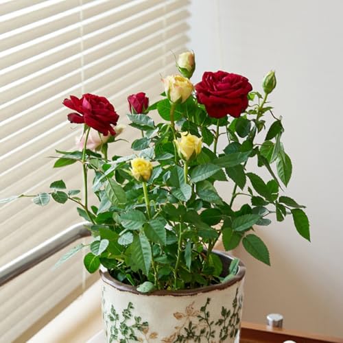 Pots de fleurs classiques de bureau au design épuré haut de gamme
