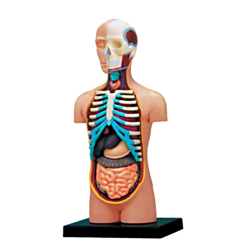 GTHTUHFD Skeleton Model 4D Half Human Body Model Human Body Model Removable Anatomy Model Teaching Medical Education Human Torso Organs Model Skeleton Model