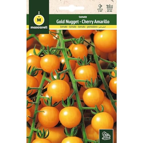 Mascarell Semillas, TOMATE, Semillas Huerto, TOMATE GOLD NUGGET (CHERRY AMARILLO), Crea tu Propio Huerto Urbano y Cultivo en Casa, Plantas Hortícolas, 0,2 Gramos