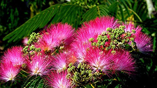 25 Mimosa Tree Seeds Albizia Julibrissin Tree Persian Pink Silk Flower Plant #TOP1