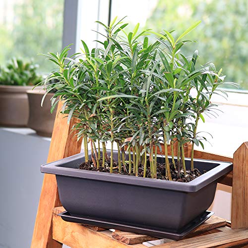 Muzhi 6Pcs/Pack Retro Style Basin Plastic Flower Pot 6.5 Inch Flower Bonsai Tree Plant Bowl Nursery Pots Maceta Cuadrada Simulational Purple Sands Pots With Tray Rectangle Small #TOP5