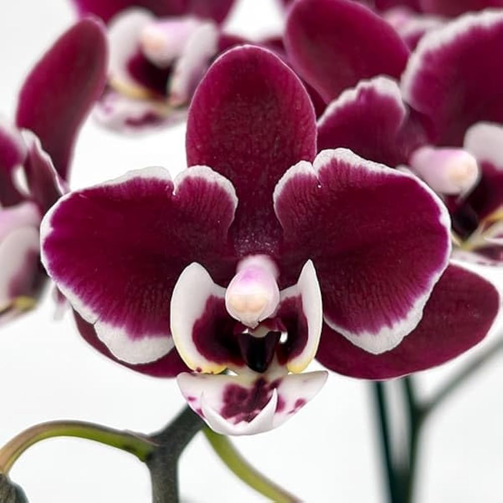 Amazon｜ミディコチョウラン：チャーリー1本立ち ラント Lサイズ[約1