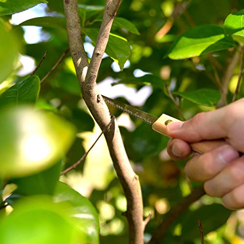 Kakuri Bonsai Saw 3-1/8" (80Mm) Professional Japanese Carbon Steel Bonsai Pruning Tool, Small Bonsai Keyhole Saw, Made In Japan #TOP1