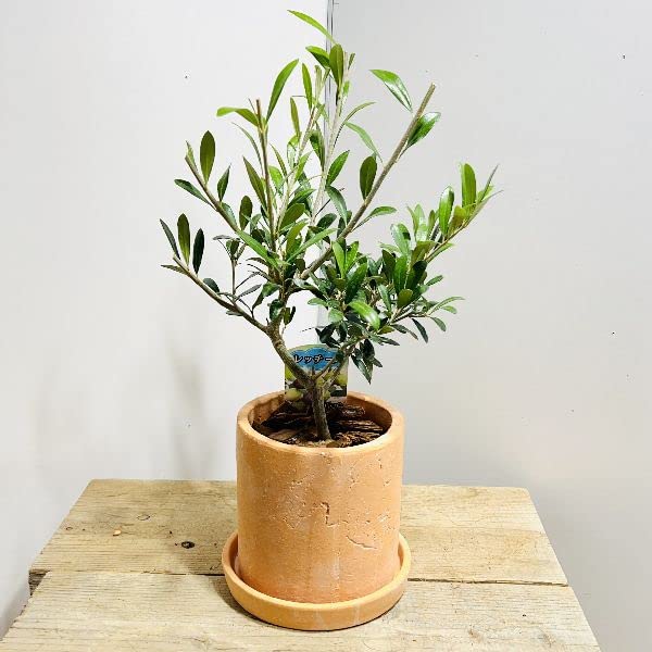 Amazon.co.jp: おしゃれ 観葉植物：オリーブの木 レッチーノ