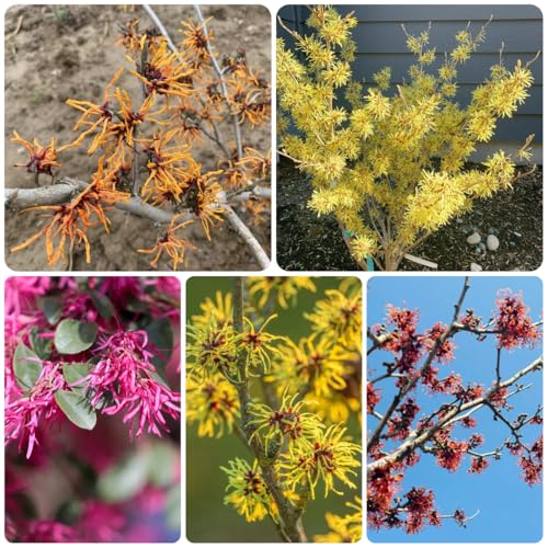 zaubernusssamen, balkon deko wohnzimmer zaubernuss, gartenblumen, kletterpflanzen winterhart bio grünpflanzen gartendeko 100pcs