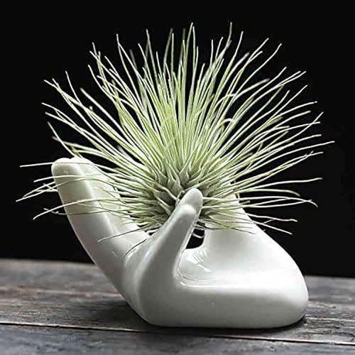 Comparison: Best Containers For Air Plants 3 Dahey Air Plant Holder Cute Ceramic Mini Hand Shape Stand Airplants Tillandsia Small Container Pot Plant Decorative Home Decor for Desk Table Shelf,White,1 Pack